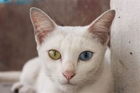 chat asiatique|13 races de chats asiatiques avec photos